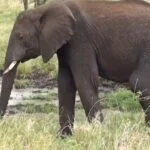 Animals Safari With Live Examples