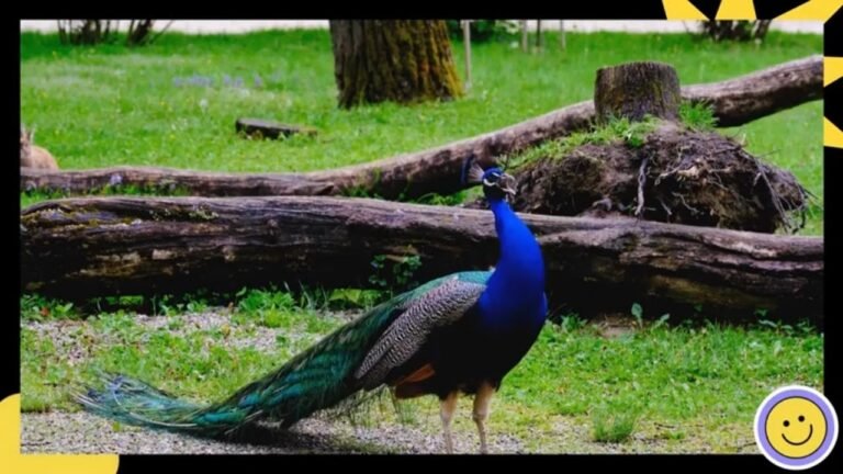 Birds Name and Sounds