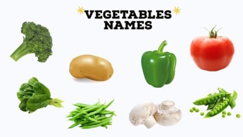 Vegetables Name for Kids