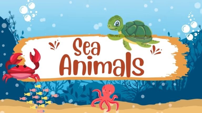 Learn the different sea animals