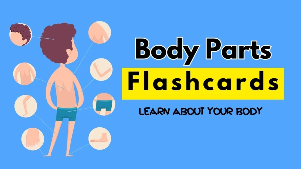 Learn About Your Body Parts for Kids